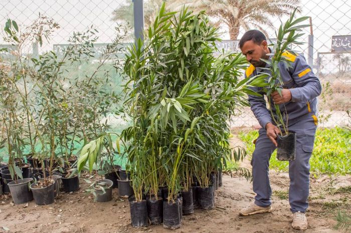 شتلات من الزهور تبعث الجمالية في المرقد المطهر