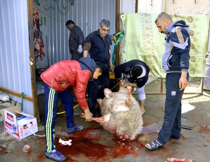 المواكب المعزية ( موكب ومضيف الزهراء الخدمي )