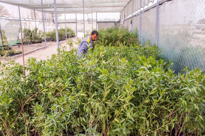 شتلات من الزهور تبعث الجمالية في المرقد المطهر
